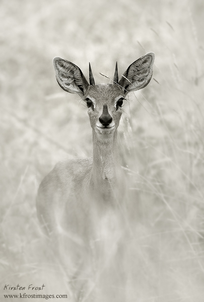 Steenbok